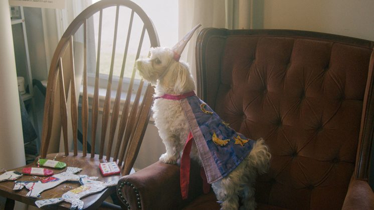One last surprise from Polly's studio: her dog modeling a wizard costume she made, surrounded by a few of her handmade papier-mâché pieces.